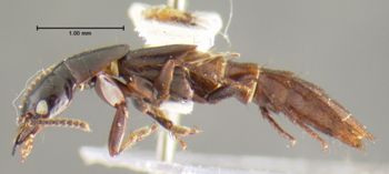 Media type: image;   Entomology 32392 Aspect: habitus lateral view